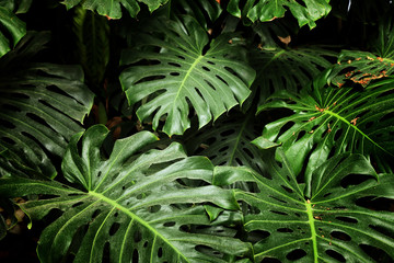tropical monstera leaf texture, foliage nature green background - obrazy, fototapety, plakaty