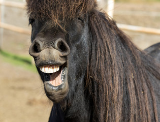 Funny icelandic horse smiling and laughing with large teeth. Selective focus on the teeth and nose.