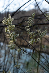 Willow catkins on tree with river in background.