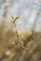 Blossom willow flower on a branch of a small tree. Blurred background, close up.