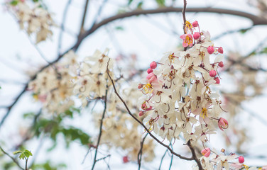 Kalapapruek flowers