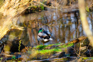 A male duck stands on the edge of the lake
