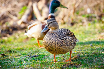 A female duck stands on the meadow with a male in the background