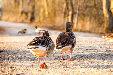 The European Greylags Goose with Chicks, closeup