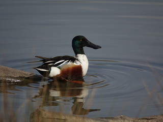 male shoveler duck (Anas clypeata)