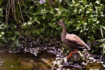 カモと桜の花びら～Duck and Cherry blossom.