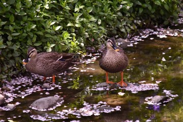 カモと桜の花びら～Duck and Cherry blossom.