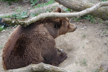 Obraz na płótnie Canvas Teenage Wild Brown bear portrait in Europe national park, mammal life animal backgrounds