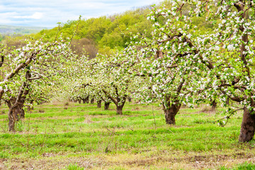Fototapeta na wymiar orchard with Apple trees during flowering