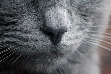 grey cat moustache close-up