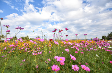 Obraz na płótnie Canvas Summer cosmos flowers and meadow on bright cloudy blue sky., Beautiful cosmos flowers blooming and copy space