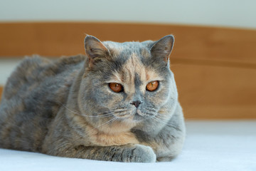 Close-up view of a blue-cream British cat. Lying on the bed, big eyes.