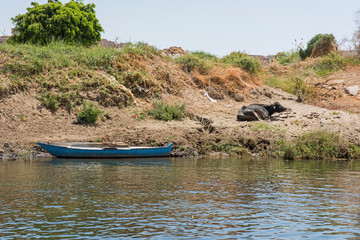 View of rural river nile bank in Aswan Egypt with wooden boat and water buffalo