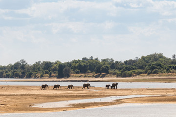 Wide Shot Elephants Walking Toward River