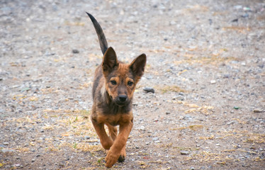Young dog is running with copy space., stray dog is running