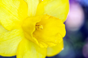 Fototapeta na wymiar Close Up of a Yellow Flower and Petals 