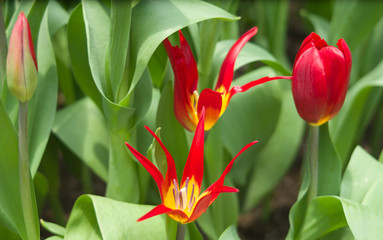 Red Tulips  / red tulips in the garden