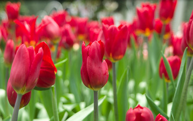 Red Tulips  / red tulips in the garden