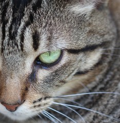 Green eyes cat (gato de olhos verdes) III