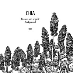 Hand drawn background with chia plant. Vintage vector sketch