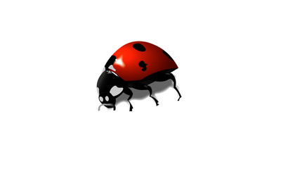 ladybug on white background
