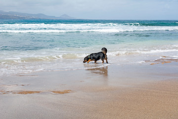A black dog walking alone on the shore, wetting its legs in the sea.