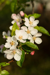 Fototapeta na wymiar Apple tree flowers.