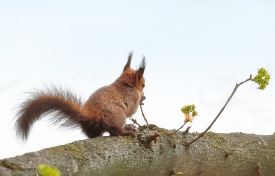 Junges Eichhörnchen erkundet die Welt