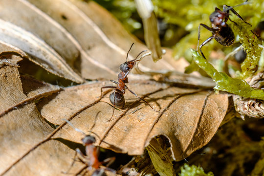 Waldameise (Formica)