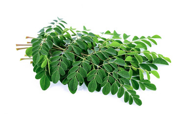 Moringa leaves on white background.