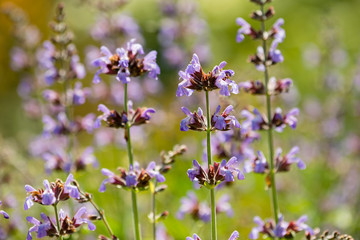 Detail of lavender flowers.