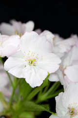 Obraz na płótnie Canvas Close Up Macro Of White Tree Blossom Flowers