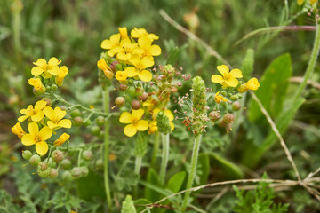 Lesquerella gordonii, Gordon's Bladderpod Texas Wildflower