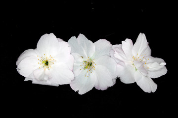 Close Up Macro Of  White Tree Blossom Flowers