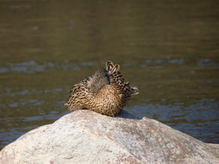 otter