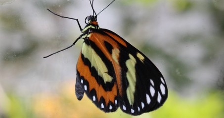 butterfly macro III