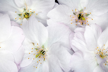 Close Up Macro Of  White Tree Blossom Flowers