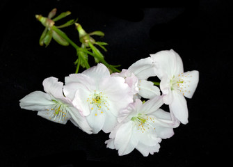 Naklejka na ściany i meble Close Up Macro Of White Tree Blossom Flowers