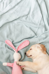 Sleeping puppy with pink bunny