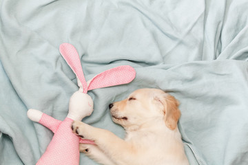 Sleeping puppy with bunny