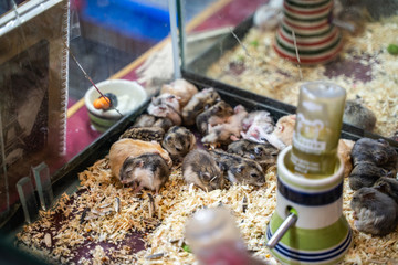 Hamster sitting in a cage