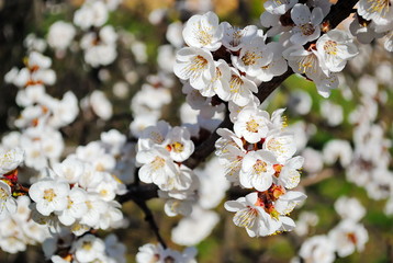 Flowering apricot. Apricot flowering. Spring flowering trees.