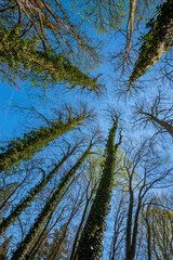 big old trees against the blue sky