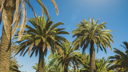 Sunny Barcelona. Palm trees against blue sky