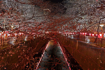 Sakura cherry blossom flowers, traditional Japanese lamp at night.