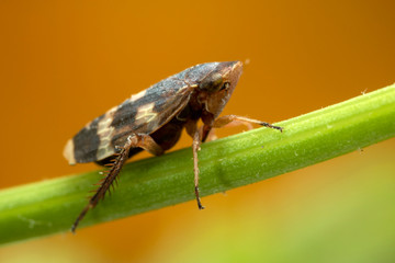 A very small leaf-hopper at very high magnification.
