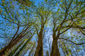 big old trees and blue sky