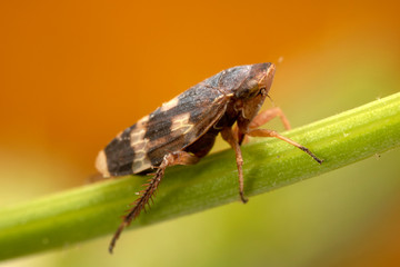 A very small leaf-hopper at very high magnification.