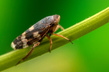 A very small leaf-hopper at very high magnification.