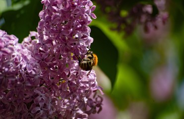 bee on flower